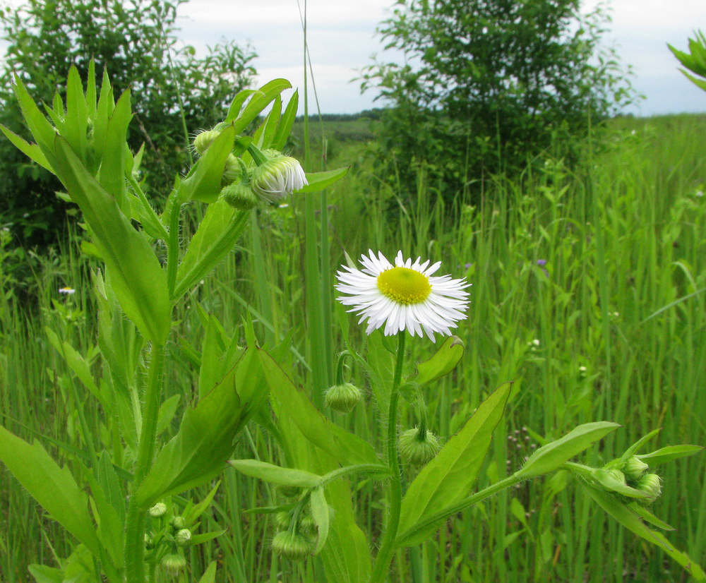 Изображение особи Erigeron annuus.