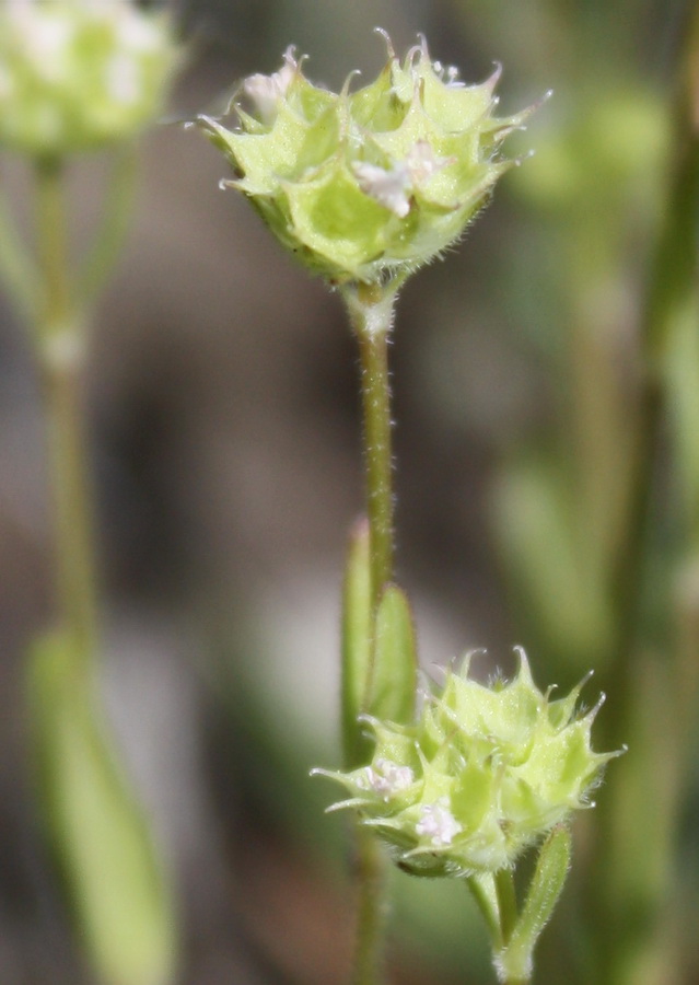 Image of Valerianella coronata specimen.