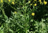 Bunias orientalis