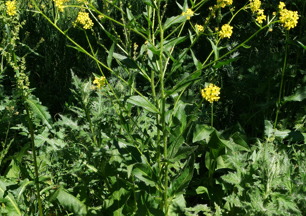 Изображение особи Bunias orientalis.