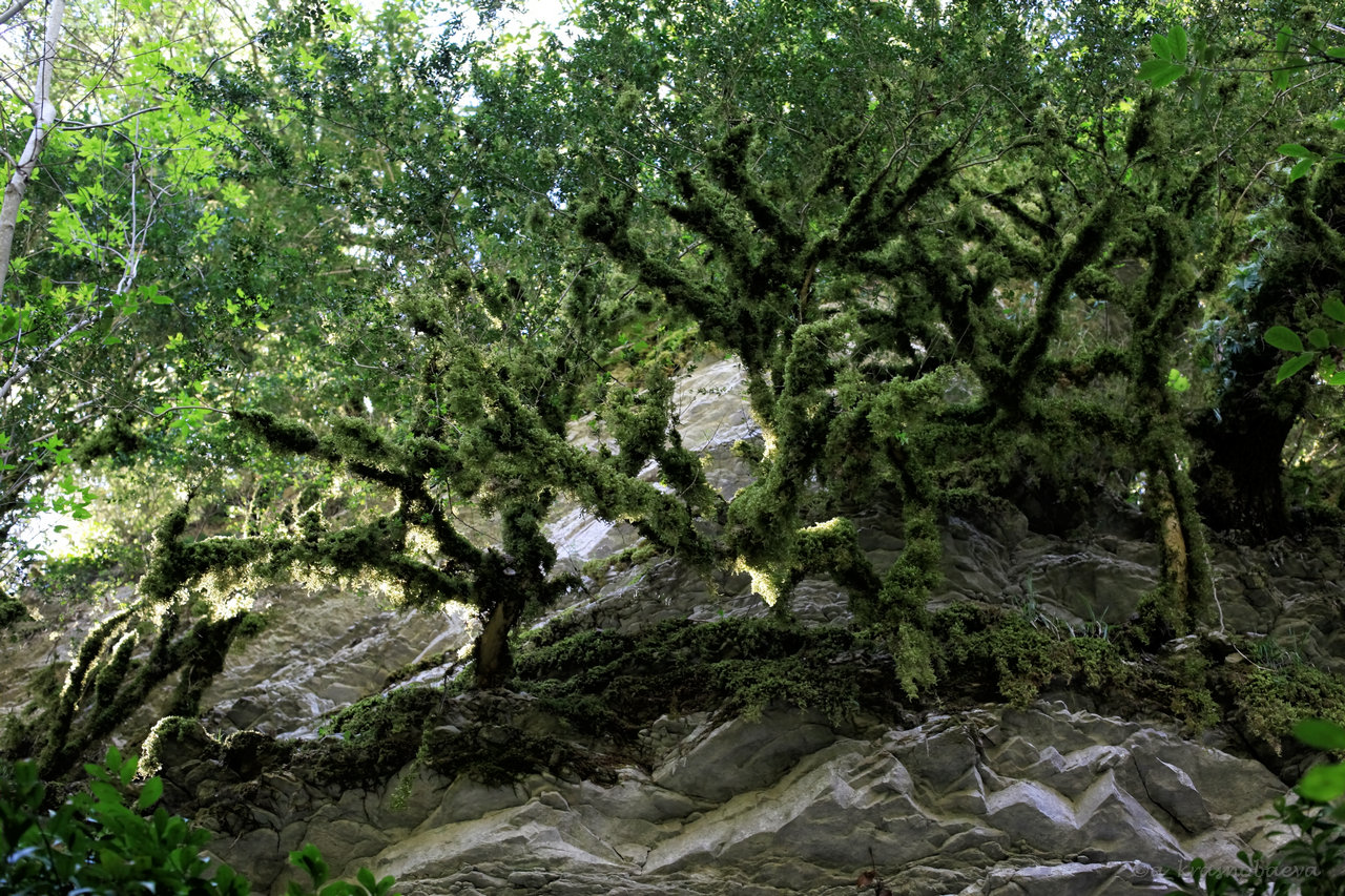 Image of Buxus colchica specimen.