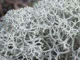 Cladonia stellaris