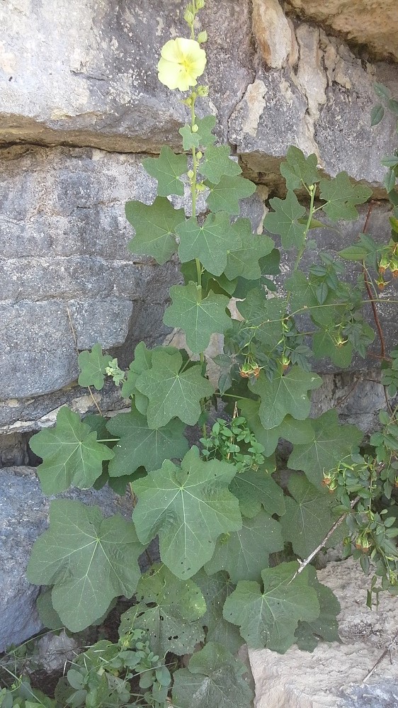 Изображение особи Alcea rugosa.