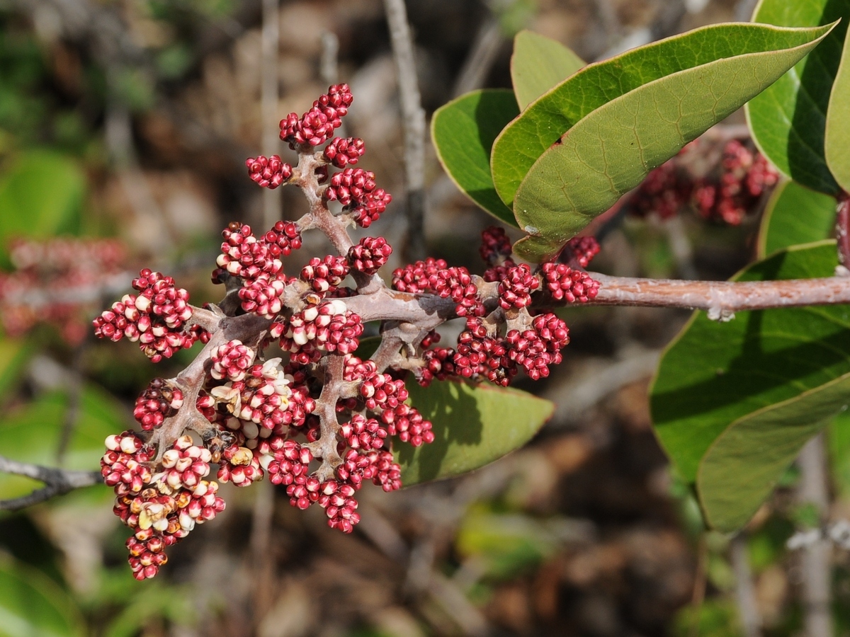 Image of Rhus ovata specimen.