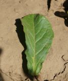 Convolvulus tricolor