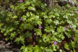 Geranium lucidum