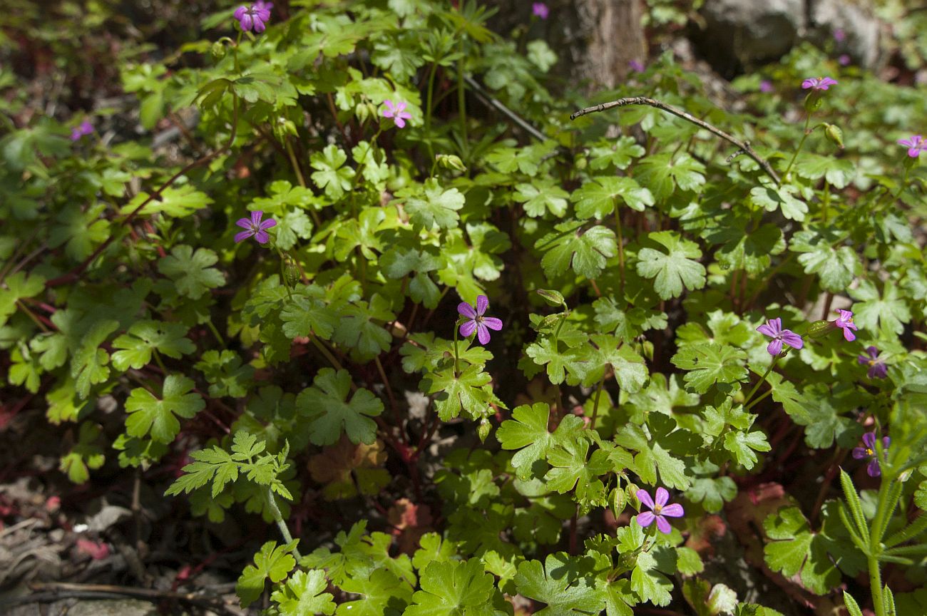 Image of Geranium lucidum specimen.