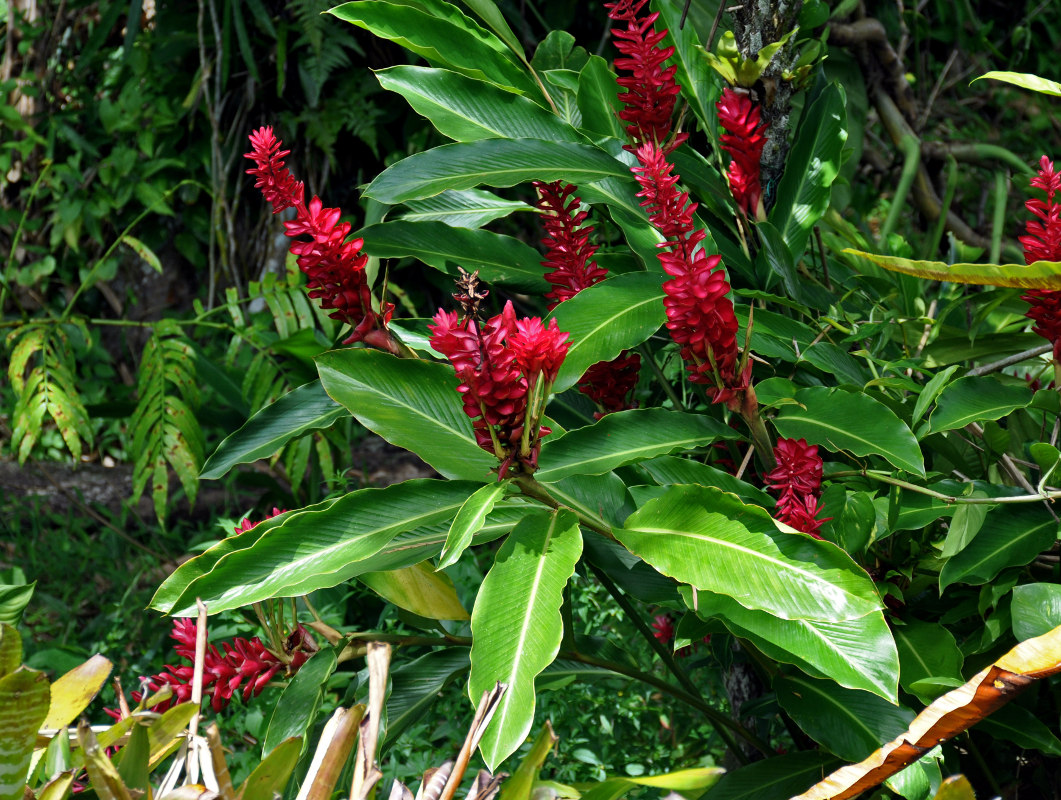 Image of Alpinia purpurata specimen.