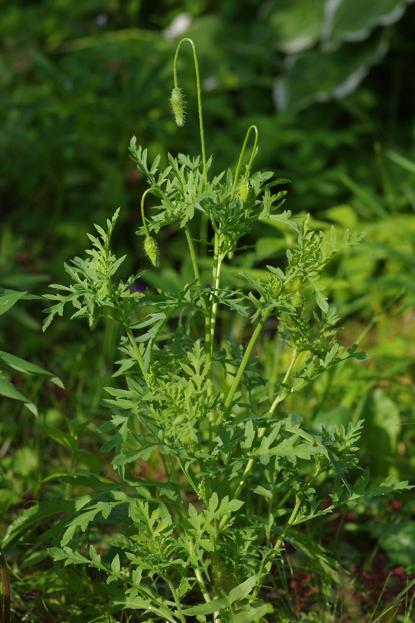 Image of Papaver rhoeas specimen.