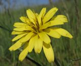 Scorzonera mollis
