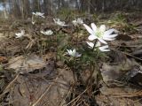 Anemone altaica
