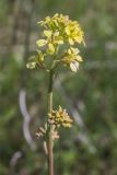 семейство Brassicaceae. Верхушка растения с соцветиями. Грузия, Сагареджойский муниципалитет, окр. Давидо-Гареджийского монастыря, полупустынная горная степь. 02.05.2016.