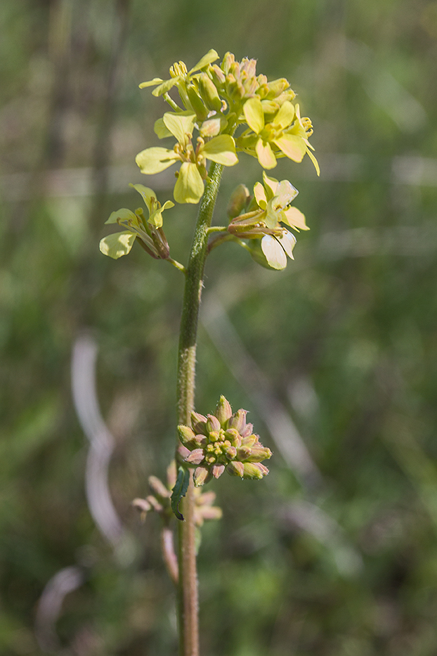 Изображение особи семейство Brassicaceae.