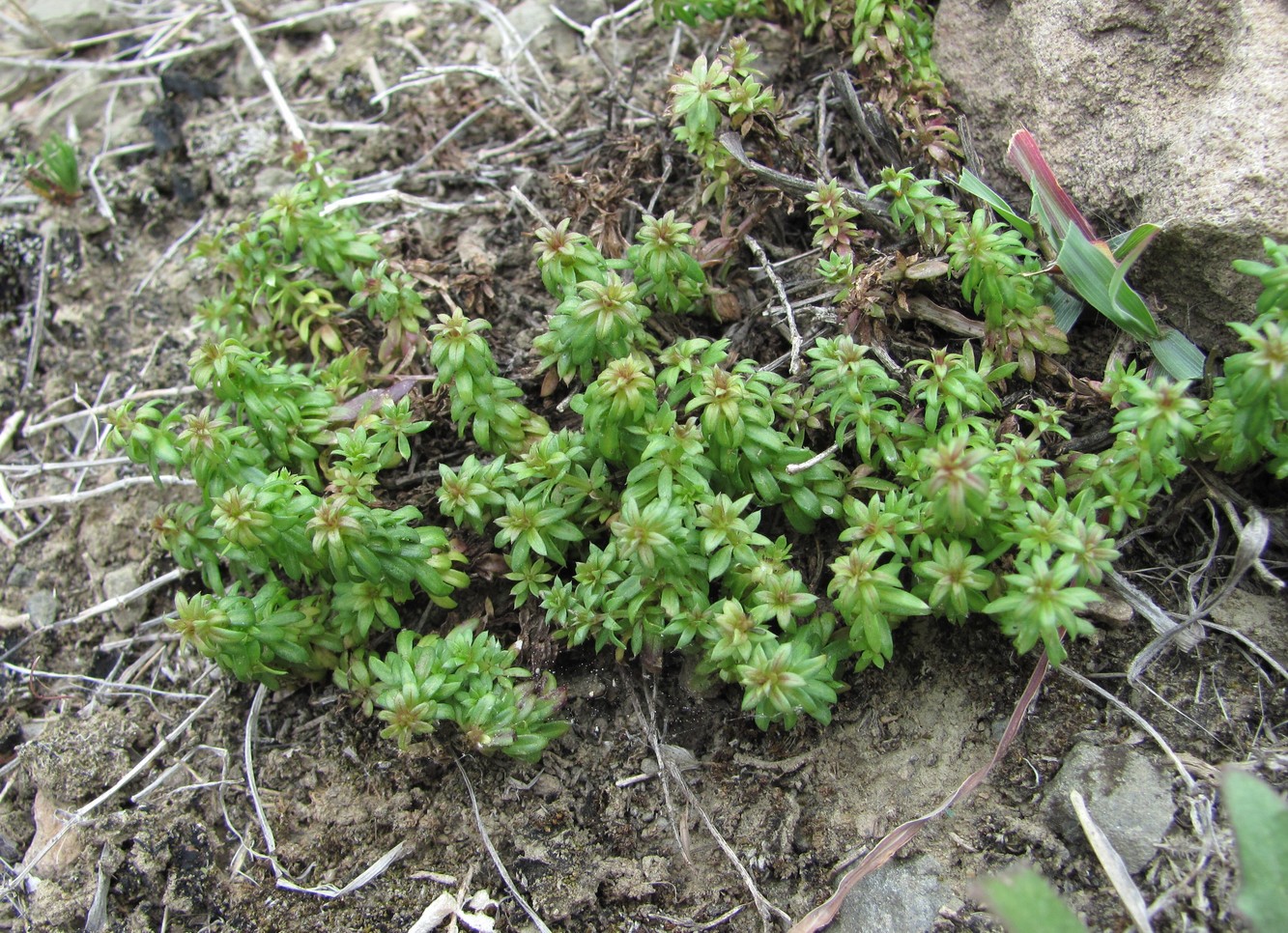 Изображение особи Galium humifusum.