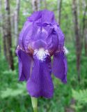 Iris hungarica