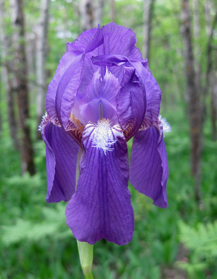 Image of Iris hungarica specimen.