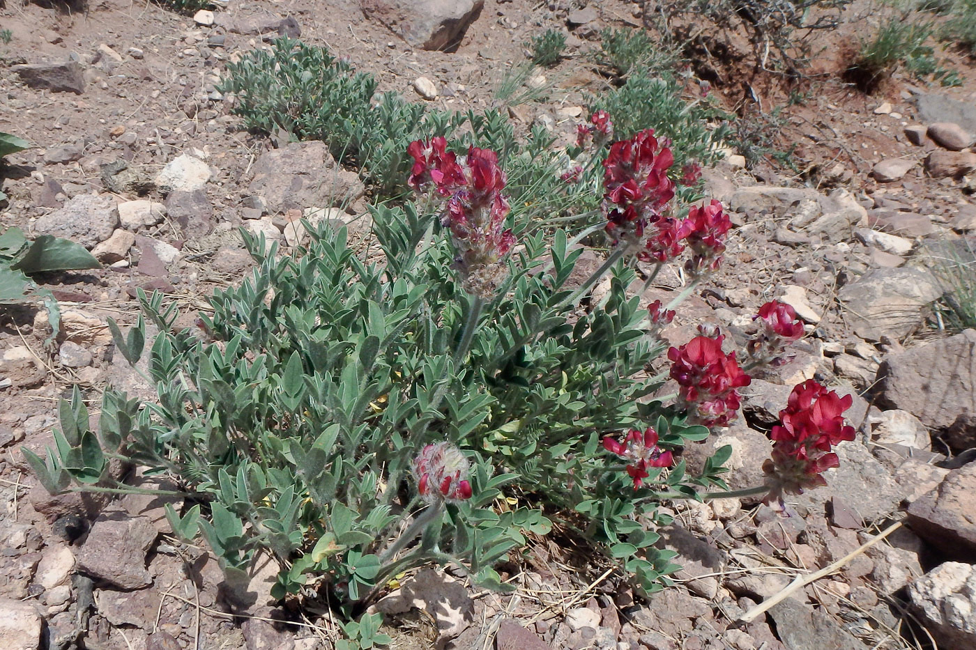 Image of Hedysarum minjanense specimen.