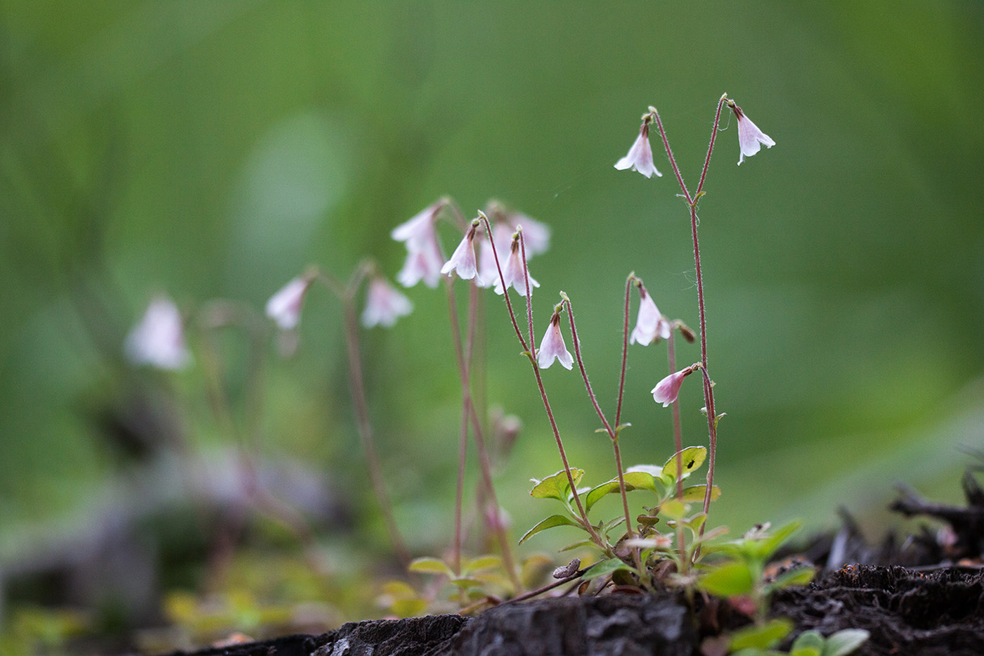 Изображение особи Linnaea borealis.