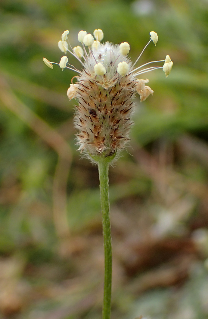 Изображение особи Plantago lagopus.