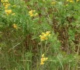 Tanacetum vulgare