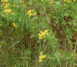 Tanacetum vulgare