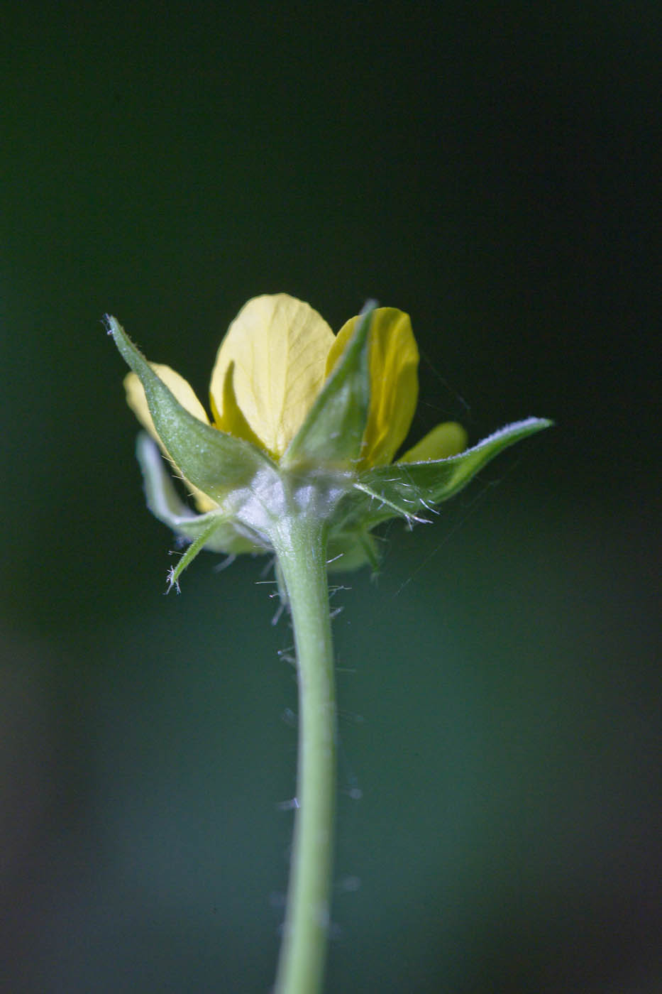 Image of Geum urbanum specimen.