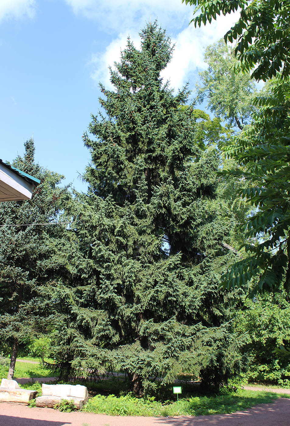 Изображение особи Picea asperata.