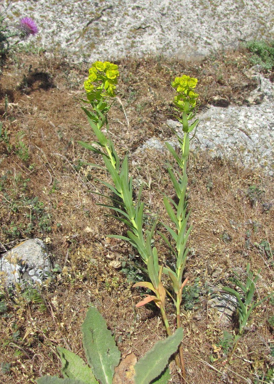 Изображение особи Euphorbia boissieriana.