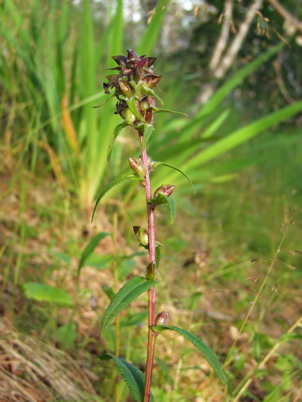 Изображение особи Pedicularis resupinata.