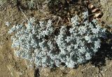 Odontarrhena obtusifolia