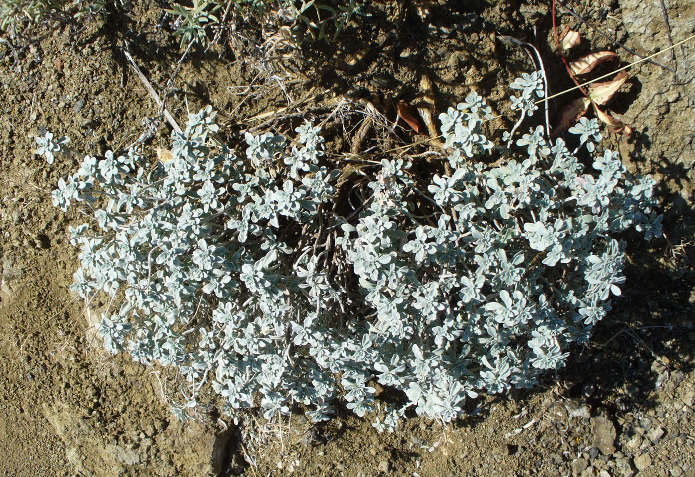 Изображение особи Odontarrhena obtusifolia.