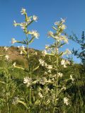 Silene quadriloba