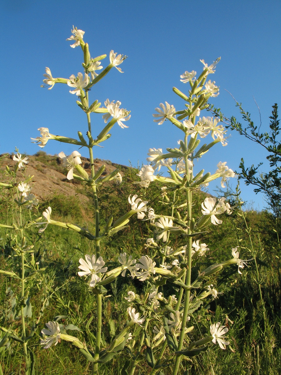 Image of Silene quadriloba specimen.