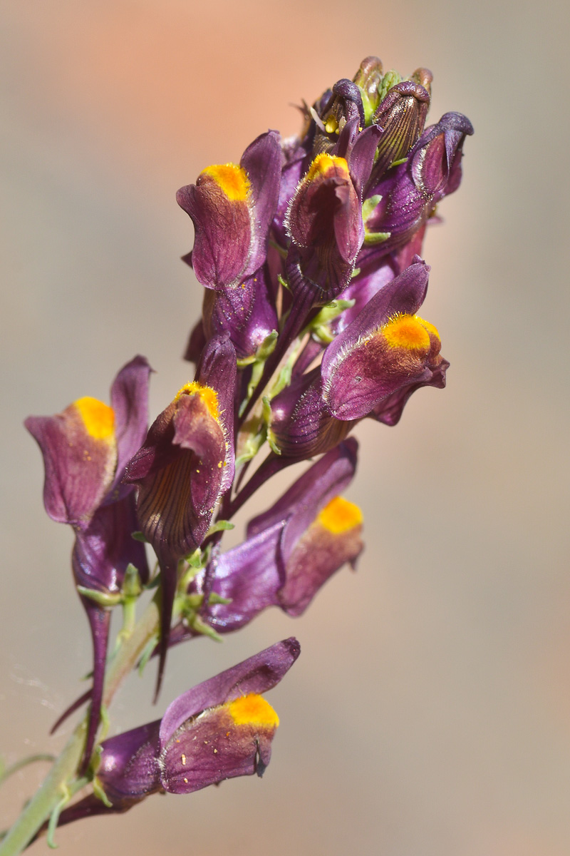 Изображение особи Linaria ramosa.