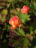 Rubus chamaemorus