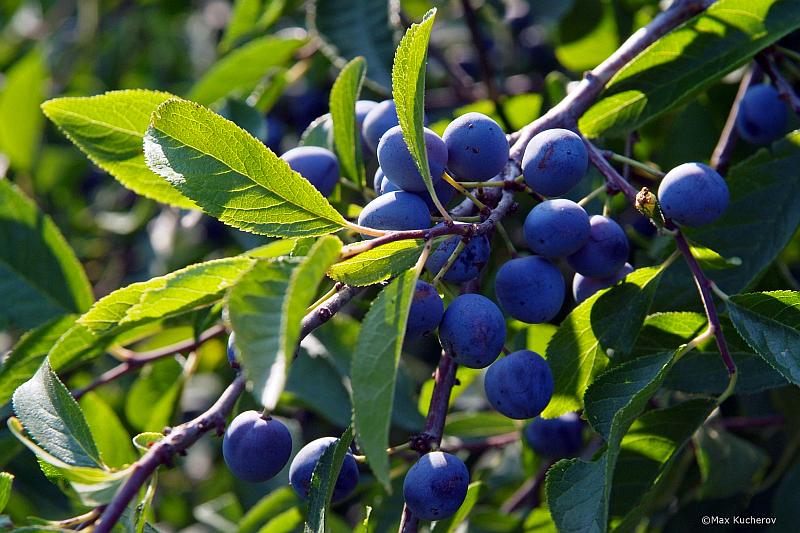 Image of Prunus spinosa specimen.