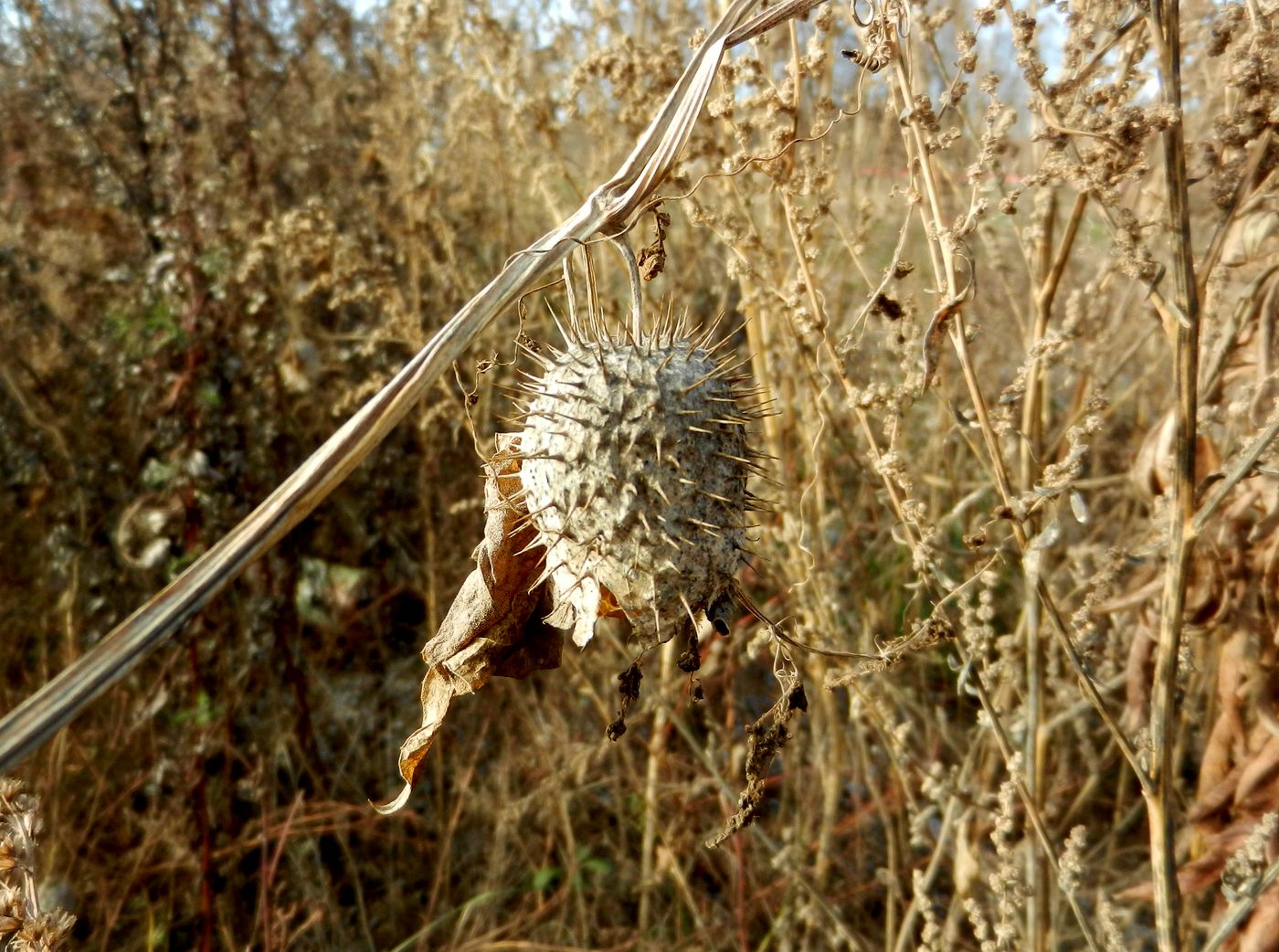Image of Echinocystis lobata specimen.