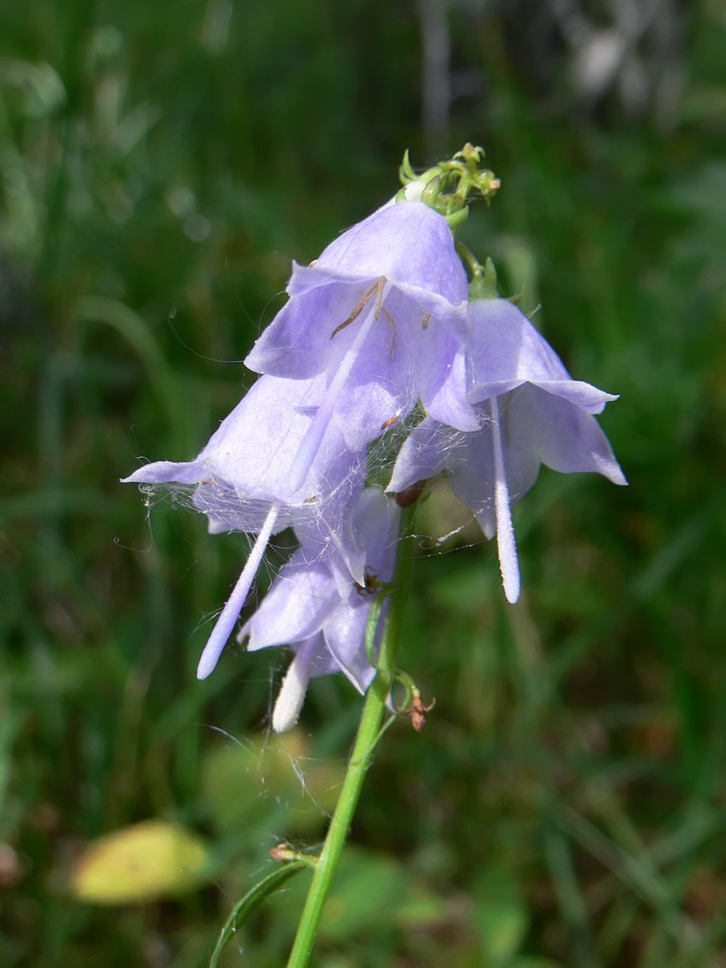 Изображение особи Adenophora liliifolia.