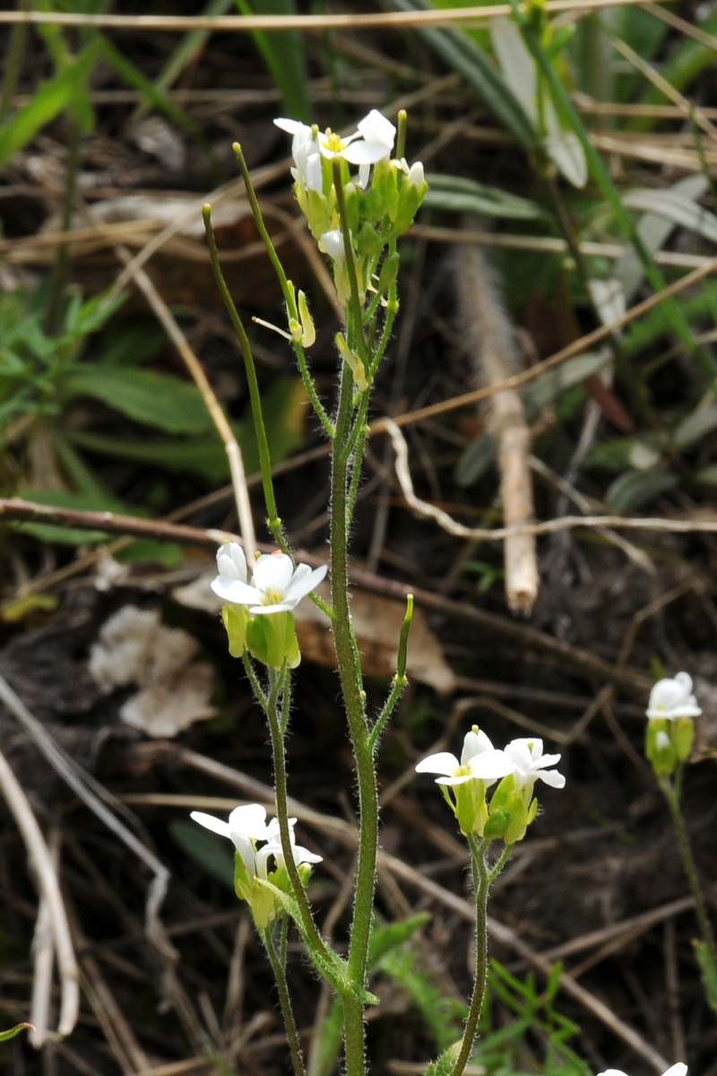 Изображение особи Arabis tianschanica.