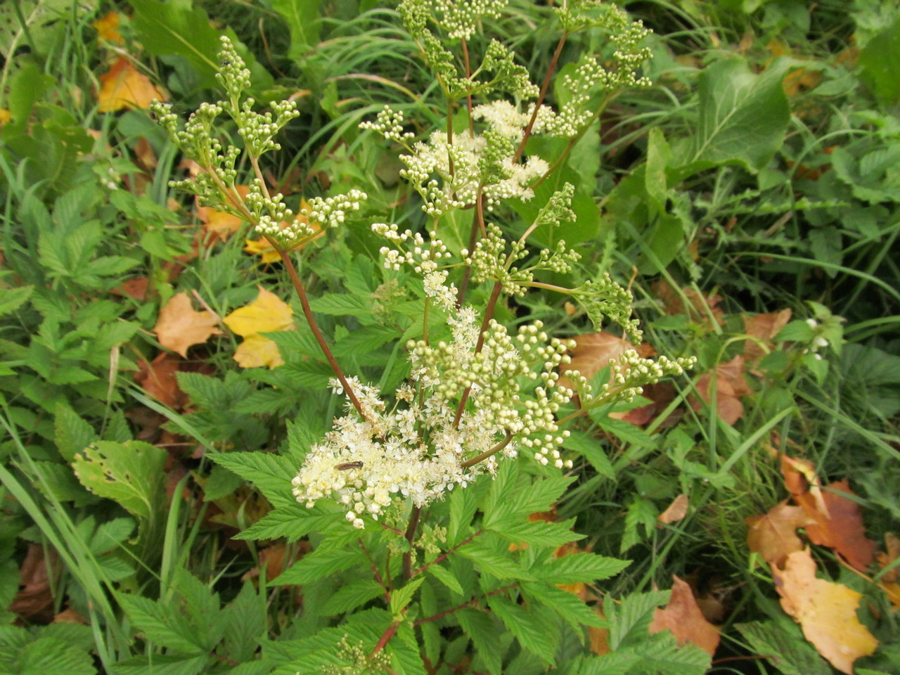 Image of Filipendula ulmaria specimen.