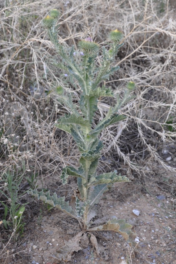 Image of Onopordum acanthium specimen.