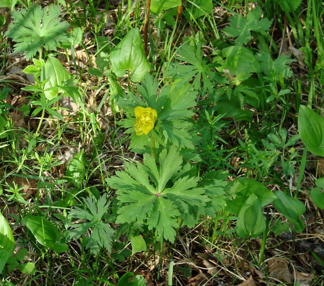 Изображение особи род Trollius.