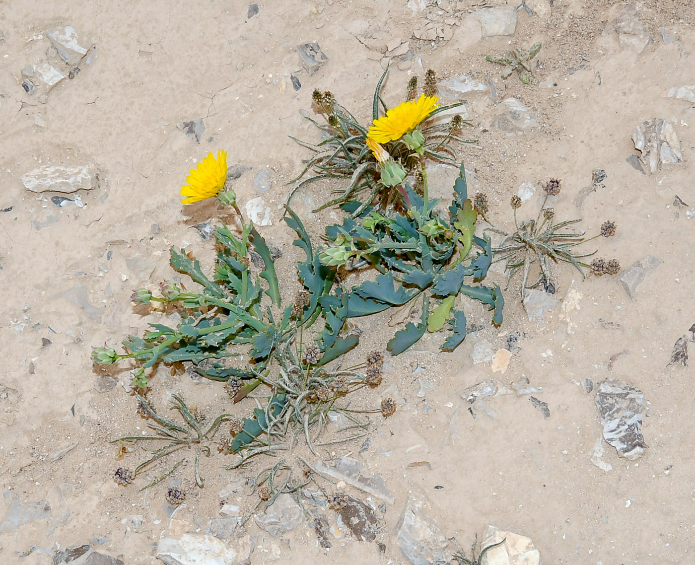 Image of Launaea angustifolia specimen.