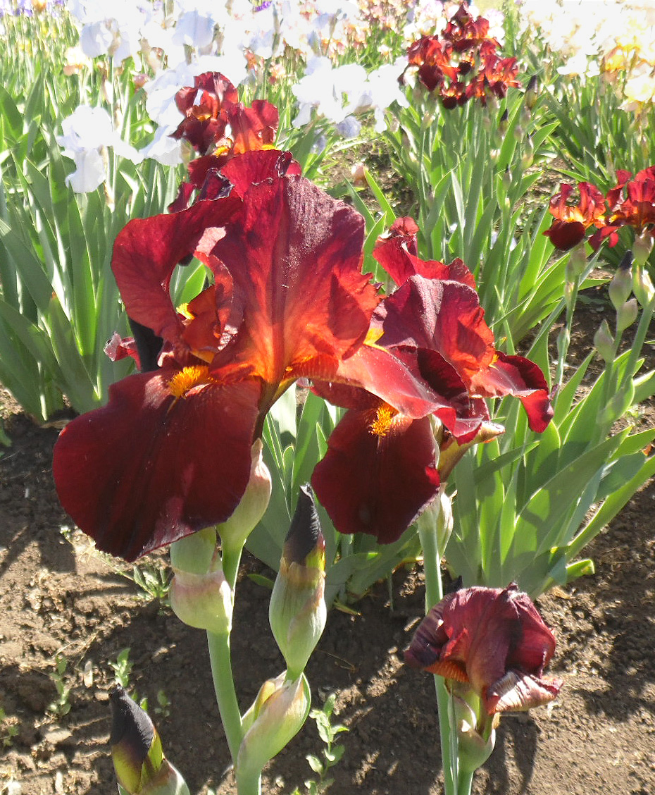 Image of Iris &times; hybrida specimen.