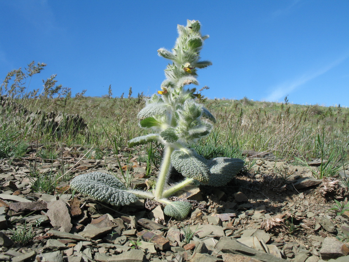 Image of Paraeremostachys karatavica specimen.