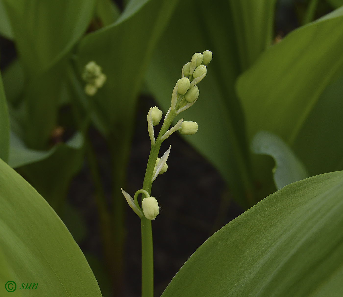 Изображение особи Convallaria majalis.