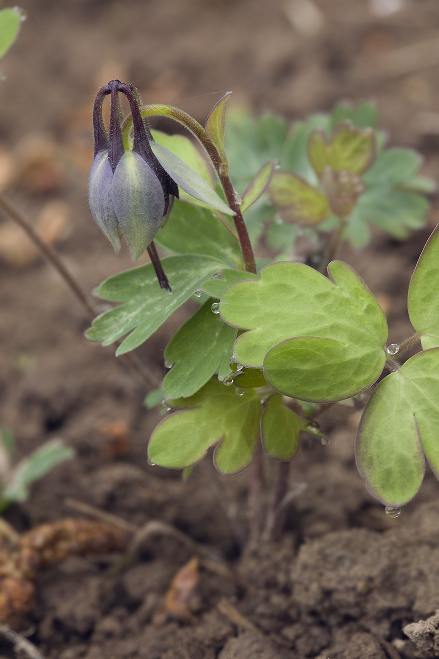 Изображение особи Aquilegia kamelinii.