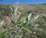Pyrus salicifolia. Верхушка ветви. Дагестан, окр. с. Талги, склон. 22.04.2019.