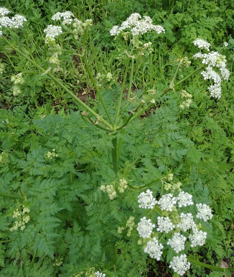 Изображение особи Chaerophyllum aureum.