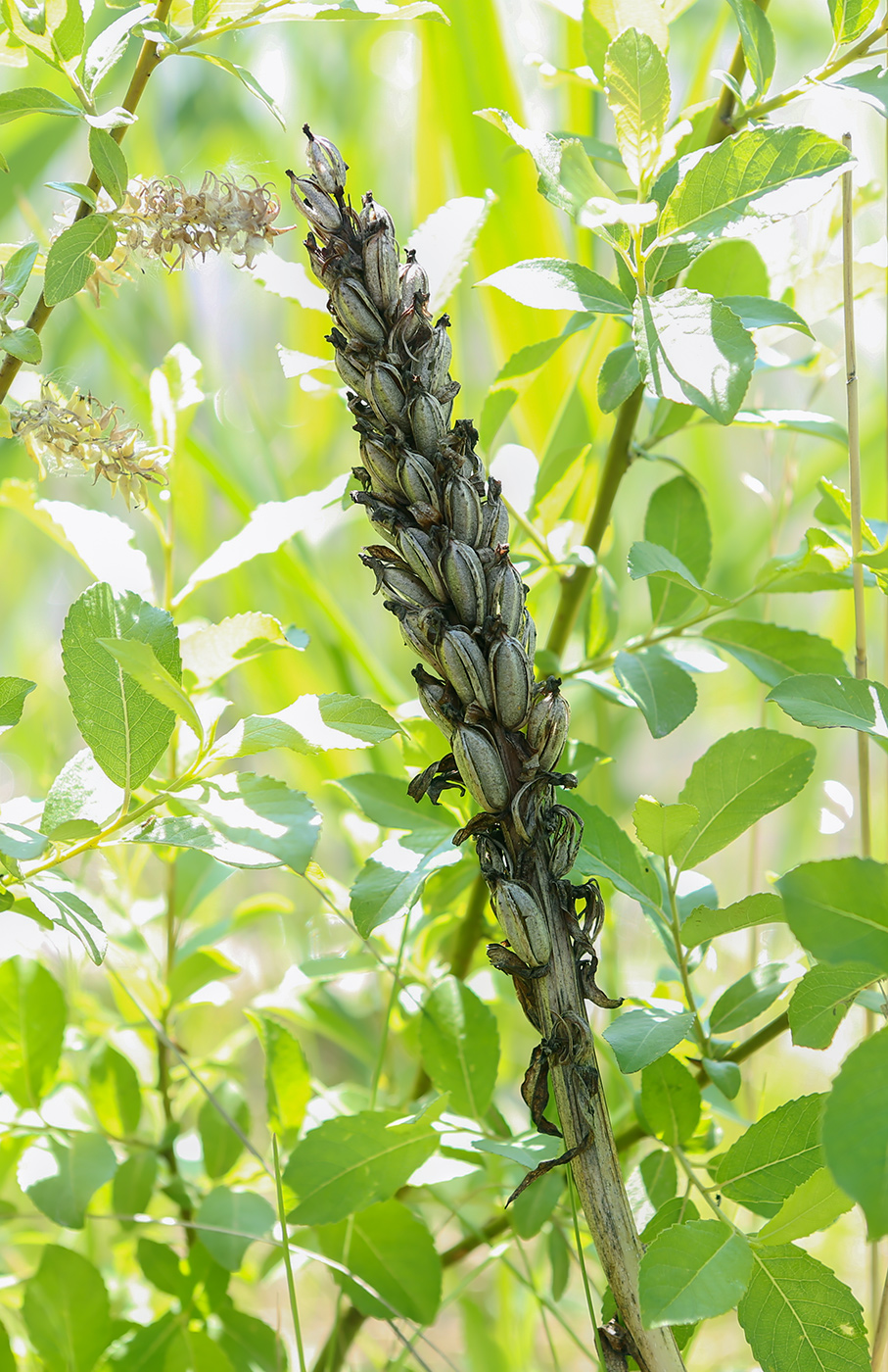 Image of Dactylorhiza incarnata specimen.